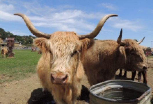 Glashoff Sculpture Ranch景点图片