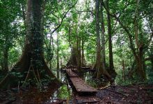Okomu National Park景点图片