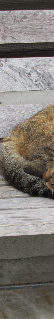 Gotanjoji Temple-越前市