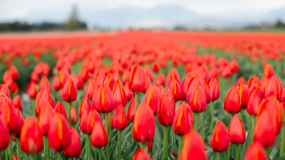 Tulips of the Valley