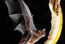 Noctalis - Welt der Fledermaeuse景点图片