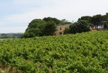 Domaine de Mairan景点图片