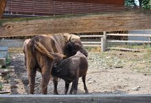 Topolcianky Bison Park景点图片