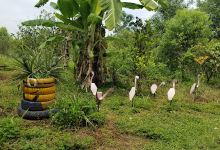 Vườn sinh thái cam Vinh Kỳ Yến - Melody Ecogarden景点图片