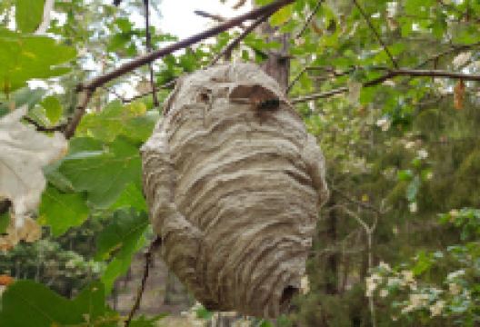 Project Born景点图片