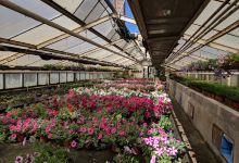 Vesna Garden Center购物图片