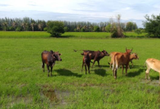 วัดหนองสรวง景点图片