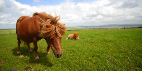 Moher Hill Open Farm