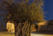 Shura Mosque景点图片
