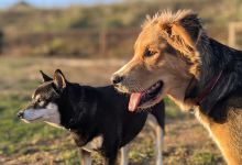 Rice Ranch Open Space景点图片