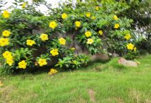 Finca la paolita景点图片