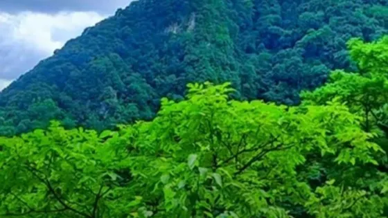 大山原始森林景區