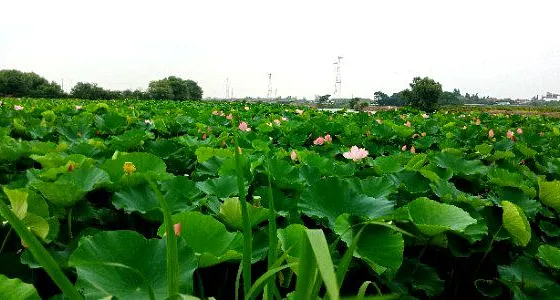 三河灣公園