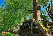 Gnoll Country Park景点图片