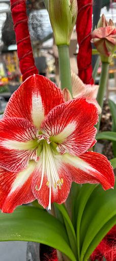 Willem - Alexander Pavilion-利瑟