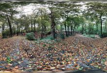 Lacy Wood景点图片