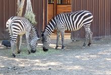 Idaho Falls Zoo at Tautphaus Park景点图片