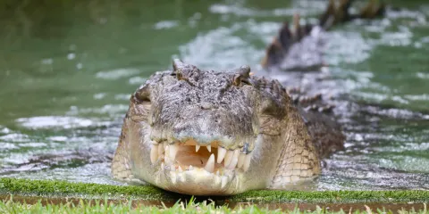 澳大利亞爬行動物公園