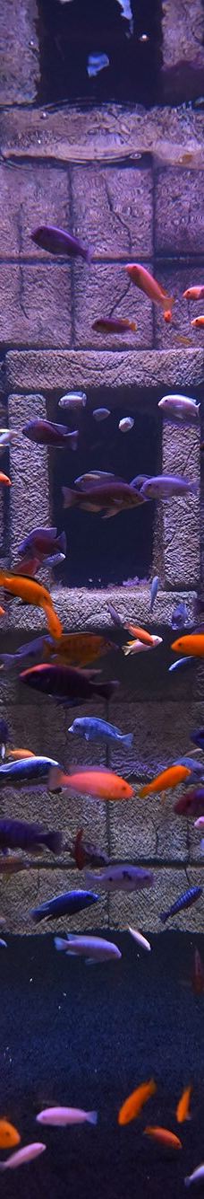 ViaSea水族馆-伊斯坦布尔