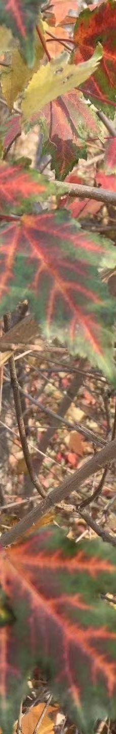 潘菲洛夫28勇士纪念公园-阿拉木图