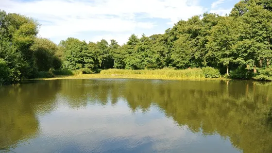 Mangerton Mill