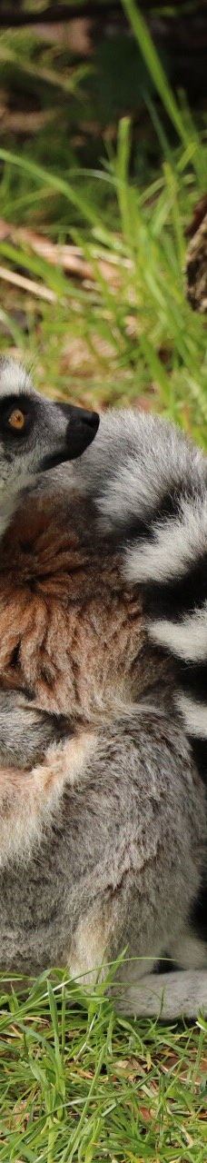 阿默斯福特动物园-阿默斯福特