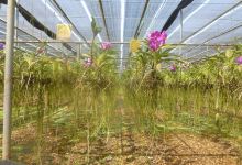 Organic Agriculture Project景点图片