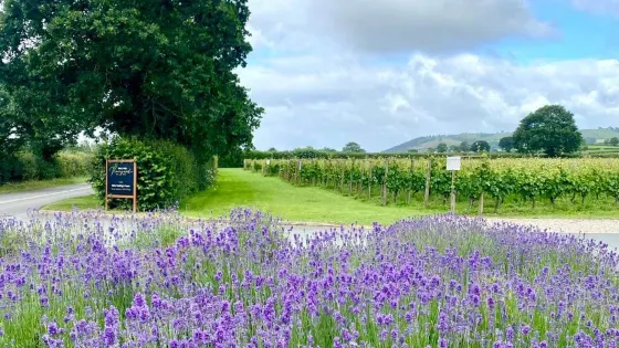 Kerry Vale Vineyard
