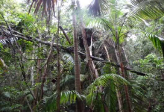 Forest of Tranquility景点图片