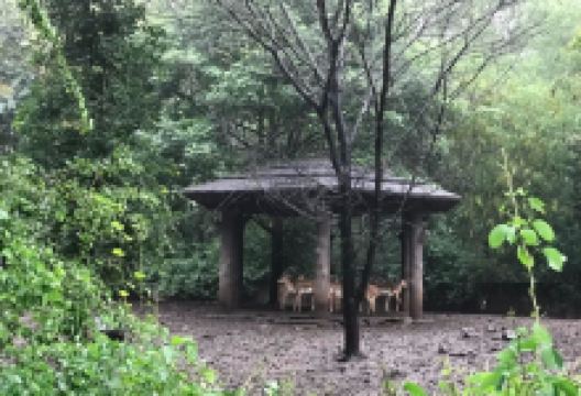 Nisargakavi Bahinabai Chaudhary Zoo景点图片