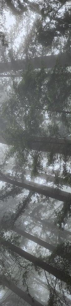 Grove of Old Trees-奥西丹透