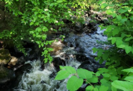 Wallace Swamp Creek Park景点图片