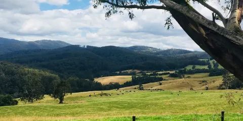 Little Charli's Lookout