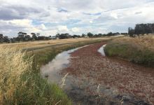 Minyip Wetlands景点图片