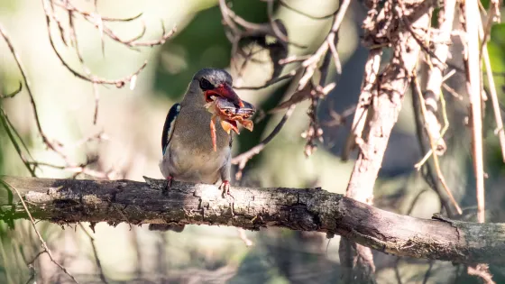 Amanzimtoti Bird Sanctuary