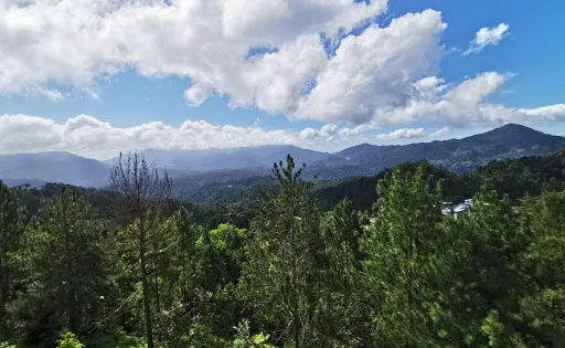 Coniferous Forest