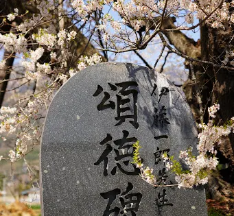 中曽根のエドヒガン