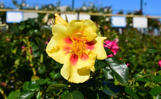 Ludwig's Star Roses