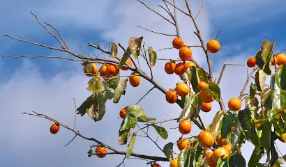 鶴いこいの裏交流センター