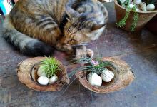 Augusta's Garden购物图片