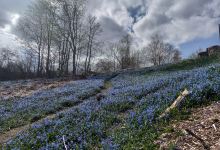 Sarpsborg Hundepark景点图片