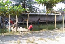 Kolam Pancing Ikan景点图片