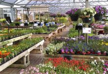 Roses Country Fayre Garden Centre购物图片