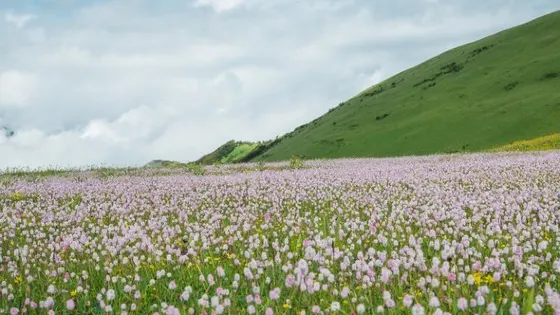 阿壩州金川縣曾達鄉大溝村雲頂花海