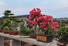 石门百花园购物图片