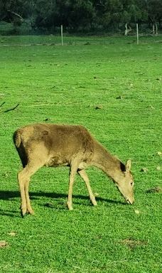 Giraffe Lookout-默里布里奇