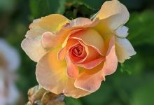 Owen Rose Garden景点图片