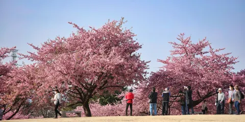 Isesaki Shimin no Mori Park