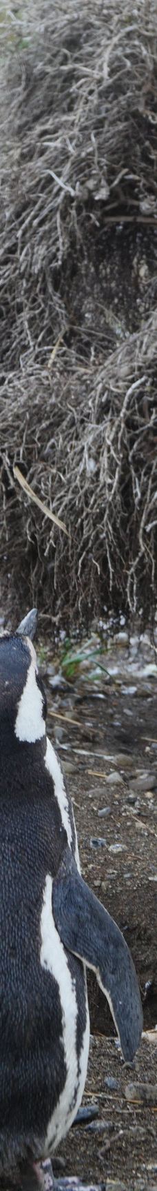 Isla Martillo-乌斯怀亚