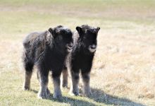 Musk Ox Farm景点图片